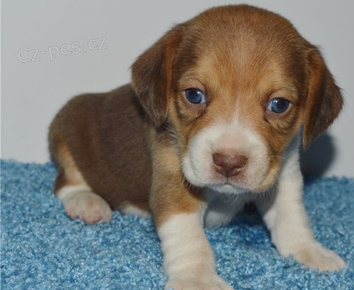 Kr�sn� �t��ata beagle retr�vra
