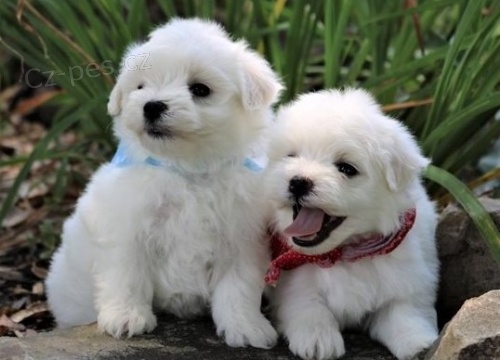 Kr�sn� maltsk� retr�vr �t��ata