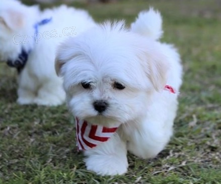 Kr�sn� �t���tka labradosk�ho retr�vra