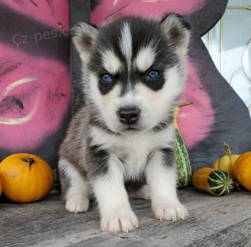 sibi�sk� husky na prodej