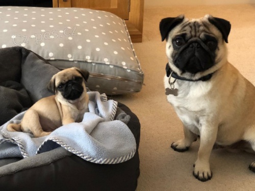 kr�sn� b�ov� �t���tka na prodej