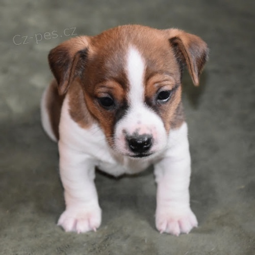Jack Russell �t��ata na prodej.