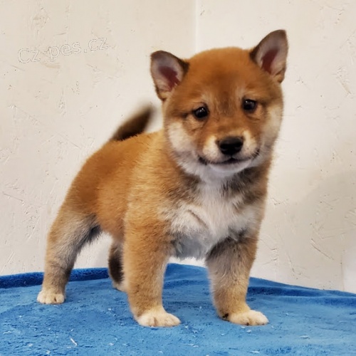 Rozko�n� �t��ata shiba inu na prodej