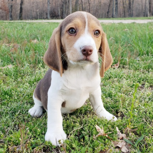 K dispozici jsou kr�sn� a rozko�n� �t��ata b�gl�, kter� jsou nyn� p�ipravena k prodeji.