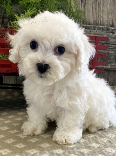 Bichon frize �t��ata na prodej.