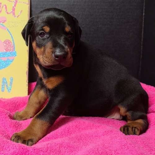 �t��ata dobermana na prodej.