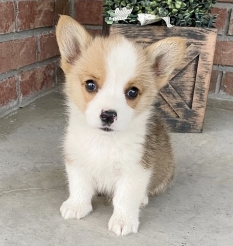 Pembroke Welsh Corgi Puppies �t��ata na prodej.
