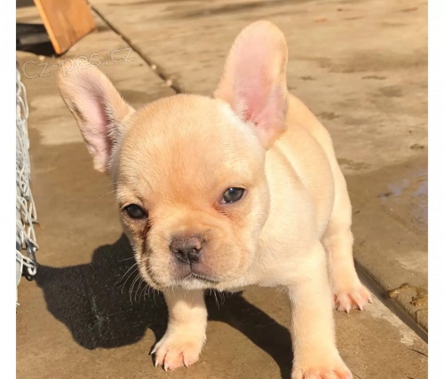 Kr�sn� francouzsk� buldok retr�vr �t��ata