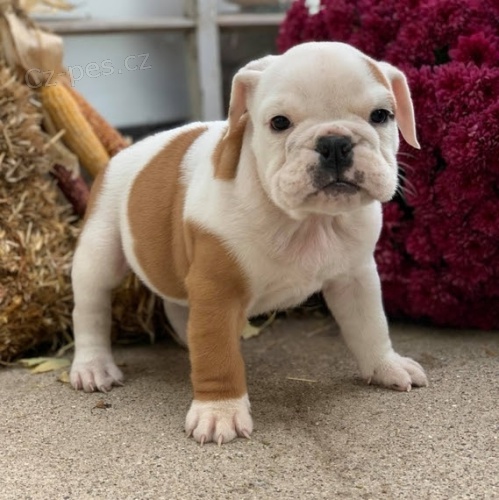 VAKCINOVAN� �t��ata anglick�ho buldoka na prodej