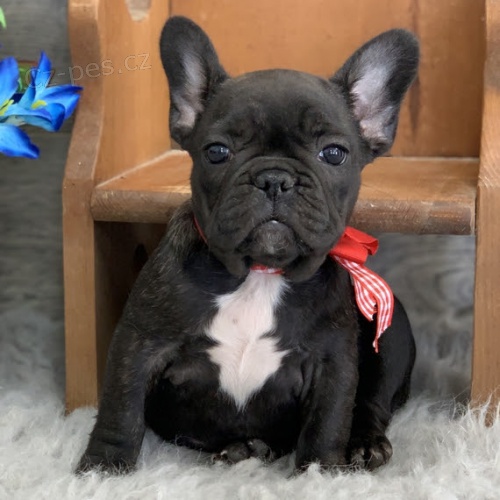 ZDRAV� a VAKCINOVAN� �t���tka francouzsk�ho buldo�ka na prodej.
