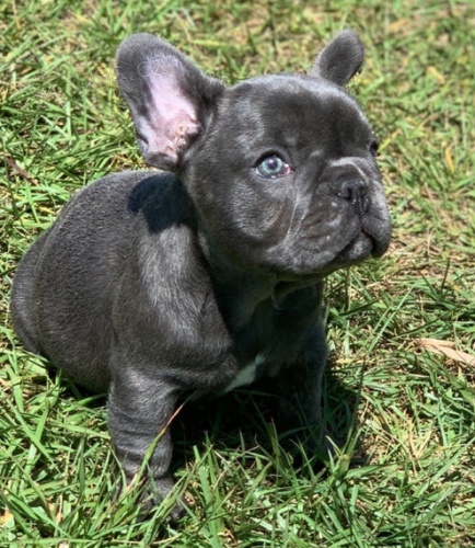 ZDRAV� a VAKCINOVAN� �t���tka francouzsk�ho buldo�ka na prodej.