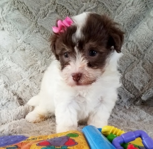 Havanese �t��ata na prodej.