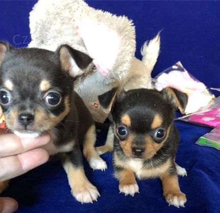 Kr�sn� �t��ata retr�vra �ivava