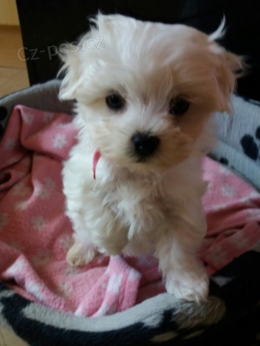 maltsk� �t��ata na prodej.