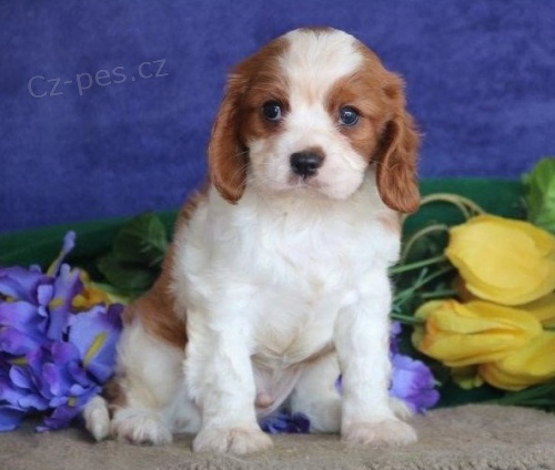 Kr�sn� �t��ata kavali�nsk�ho kr�le