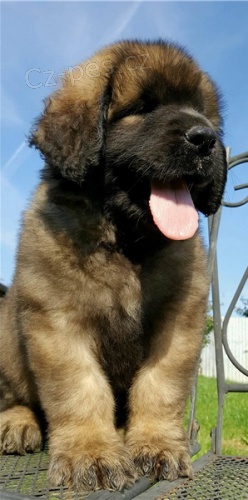 Kr�sn� �t��ata leonberger retr�vra