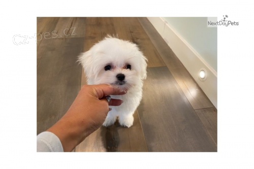 Kr�sn� �t���tka maltsk�ho retr�vra