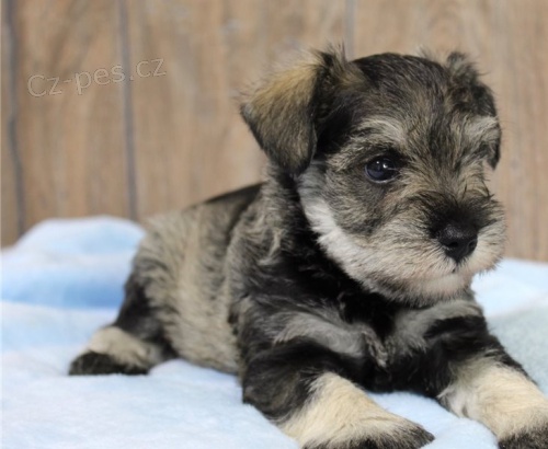 Kr�sn� �t��ata kn�ra��