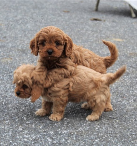 Kr�sn� �t��ata retr�vra cavapoo