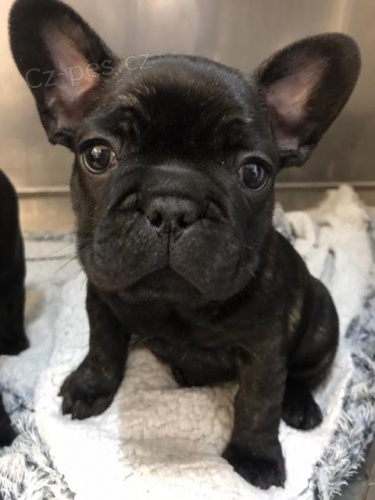 Kr�sn� francouzsk� buldok retr�vr �t��ata