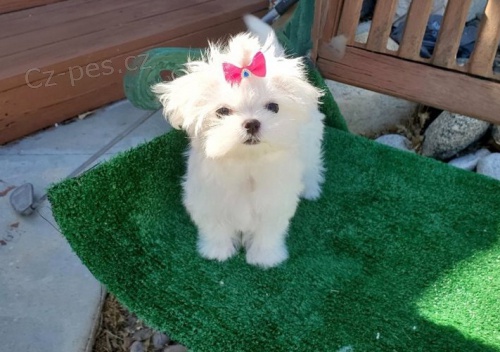 Kr�sn� �t���tka maltsk�ho retr�vra