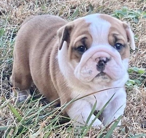 Kr�sn� �t��ata anglick�ho buldokov�ho retr�vra