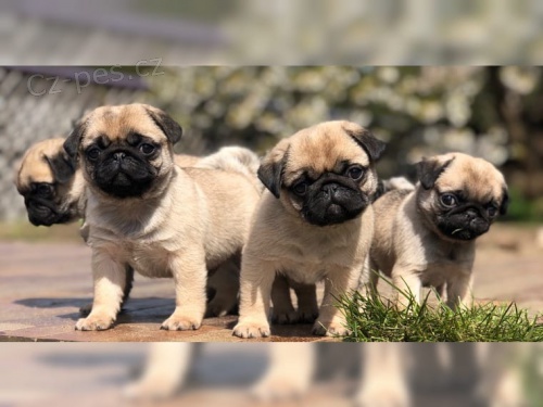 Rodokmen mopsl�ka FCI