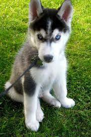 sibi�sk� husky