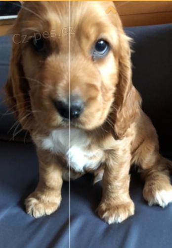 Kr�sn� kokr�pan�l �t��ata