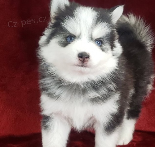 Pomsky tata