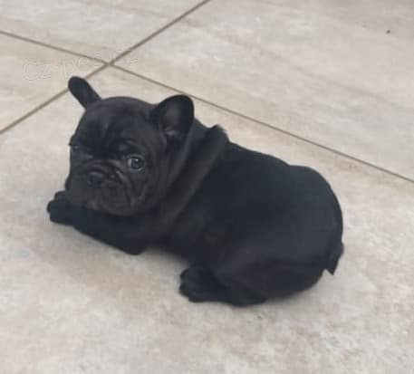 kr�sn� francouzsk� buldok �t�n� k dispozici k adopci