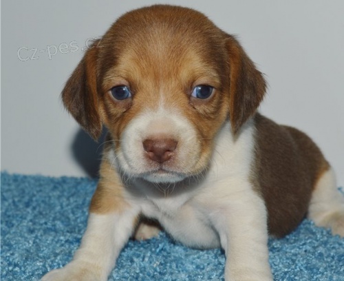 kr�sn� �t�n� beagle k dispozici k adopci