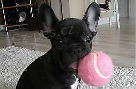 Francouzsk� buldo�ek �t��ata