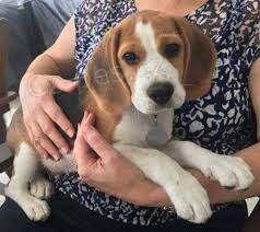 K dispozici �t��ata Beagle