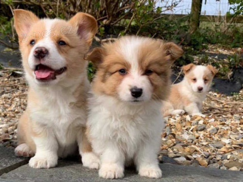 Krsn tata Pembroke Welsh Corgi