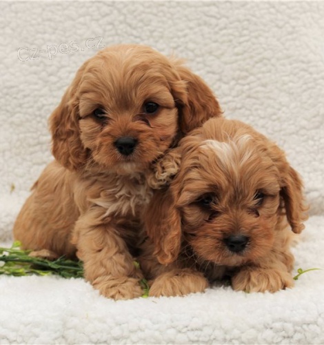 kr�sn� �t���tko cavapoo k dispozici k adopci