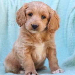 Rozko�n� �t��ata cockapoo jsou k dispozici pro p�eskupen� 