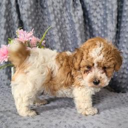 sladk� pudl k dispozici 