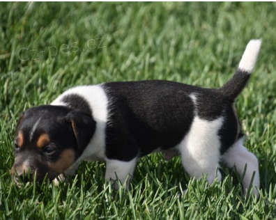 Kr�sn� �t���tka Jack Russell na prodej
