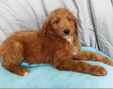 Kr�sn� �t���tka Goldendoodle na prodej