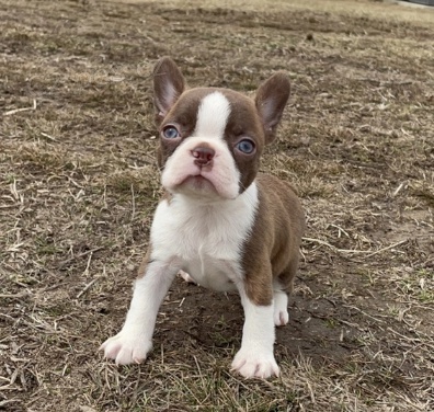 Kr�sn� �t���tka bostonsk�ho teri�ra na prodej