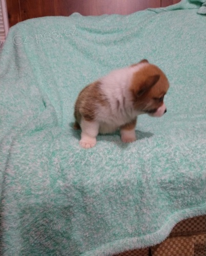 Welsh  corgi cardigan  t. Byli vychov�ni v na�em dom� spolu se svou matkou a t�tou.
