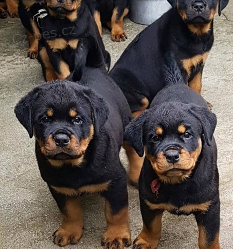 rotvajler �t��ata