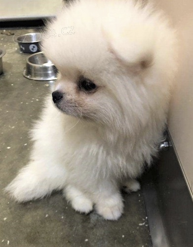 kr�sn� �t�n� pomerania k dispozici k adopci