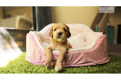 kr�sn� �t�n� corcker spaniel k dispozici k adopci
