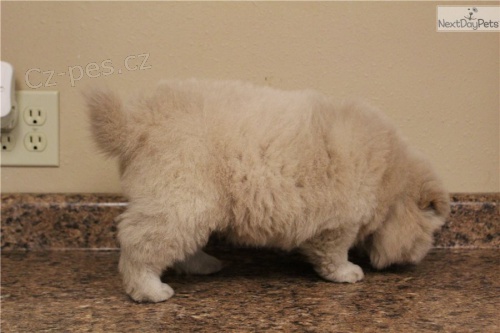 rozko�n� chow chow �t��ata k dispozici k p�ijet�