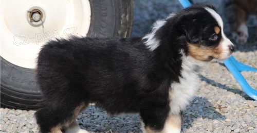 �t��ata australsk�ho ov��ka jsou k dispozici,