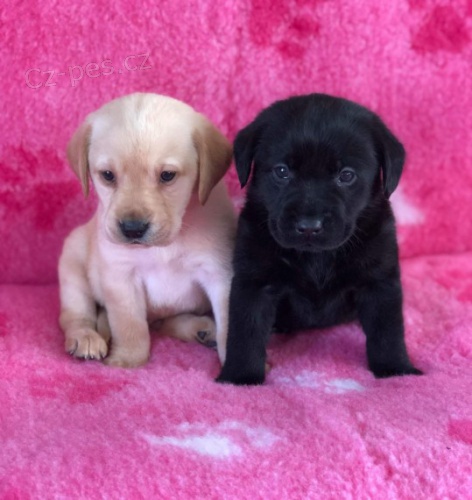  Labradorsk� retr�vr