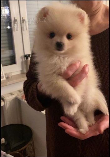 Wei�er pommeranian Welpe