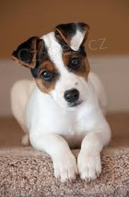 Jack Russell �t��ata